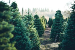 kerstbomen-bestellen-sparren-kwekerij-verkoop-punten