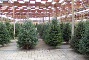 kerstbomen-online-bestellen-Zuid-Holland-gratis-bezorgen